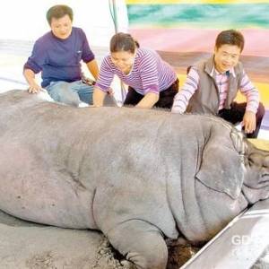 臺灣一村民重量級“謝神”買千斤豬敬獻（圖）