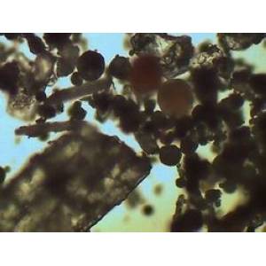 不同工藝飼用甜味劑的幾點(diǎn)比較