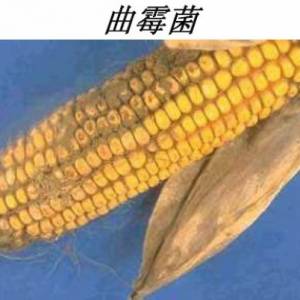 說說您遇到過的霉菌毒素和解決方法