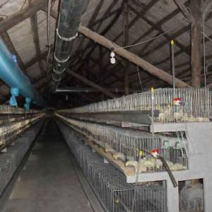 籠養雞舍現場圖片