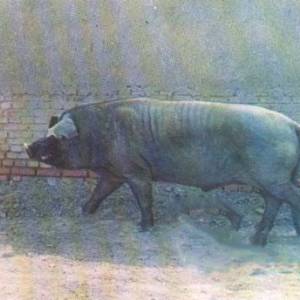 新疆黑豬——優秀生豬品種