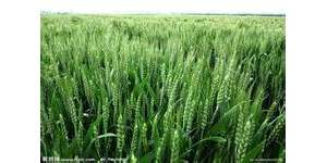 2012年夏季新小麥樣品嘔吐毒素檢測簡報