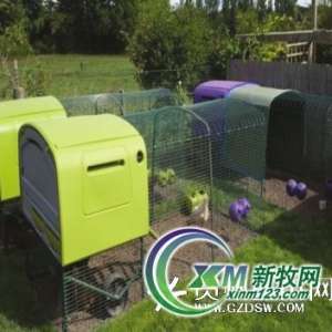 英國母雞旅館享受“五星級”服務