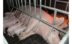 縮短母豬產(chǎn)程，減少死胎發(fā)生