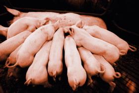 如何提高乳豬教槽料的適口性