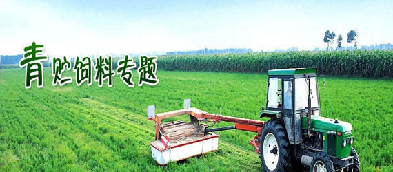 青貯飼料專題