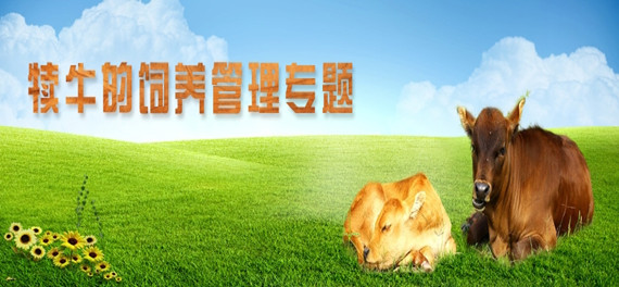 犢牛的飼養(yǎng)管理專題