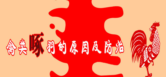 禽類啄羽的原因及防治