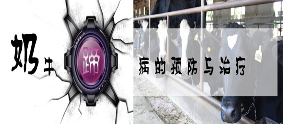 奶牛蹄病的預(yù)防與治療