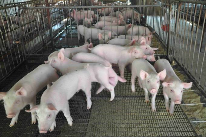 養豬場怎樣評價教槽料的好壞