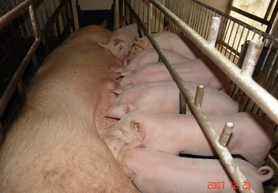 乳豬教槽料的現(xiàn)狀憂大于喜