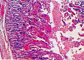 乳豬料觀點(diǎn)：改善腸道的營養(yǎng)