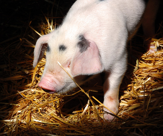 仔豬腹瀉專題：仔豬需要的營(yíng)養(yǎng)