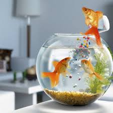 水產(chǎn)飼料配方模型與魚類營養(yǎng)代謝性疾病（上）