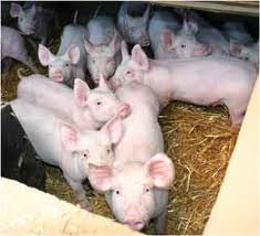 乳豬飼料的能量設計