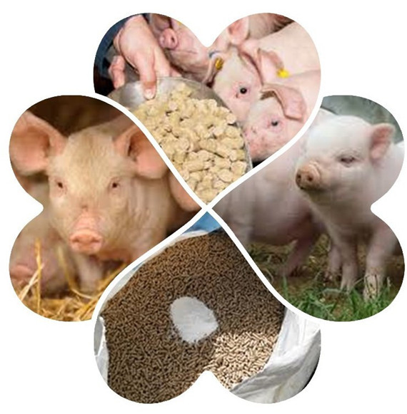 提早喂飼教槽料表現(xiàn)生長遺傳優(yōu)勢