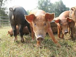 養豬飼料對豬采食量影響分析