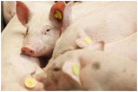 歐洲：負(fù)責(zé)任地使用抗生素