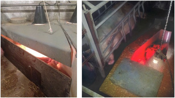 豬場(chǎng)中的分批保育