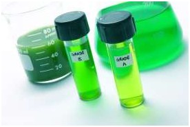 動(dòng)物飼料中的微藻