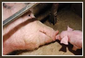 霉菌毒素：對新生仔豬的潛在威脅