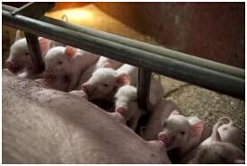 窩仔數較大時，斷奶期關鍵要提高飼料采食量