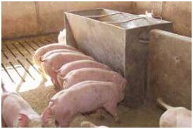 建明工業：脂類方案可以改善生豬生產