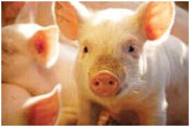 草甘膦對動物健康的影響