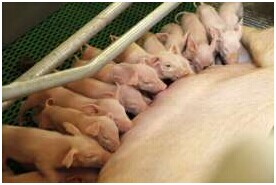 多產母豬的飼養戰略