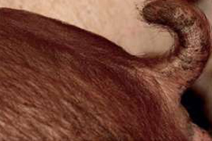 斷尾會引起豬尾巴的神經結構發生變化