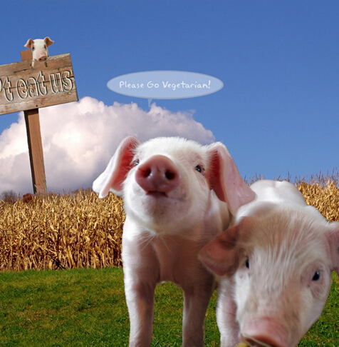 抗生素影響仔豬的免疫系統