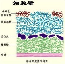 酵母細胞壁甘露聚糖和抗營養因子甘露聚糖的區別