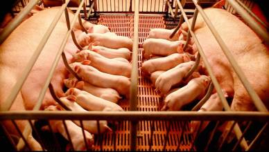 最新研究：用二元策略飼喂哺乳母豬，效果非常好