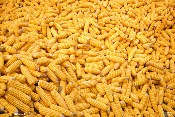 玉米水份含量的感官鑒定