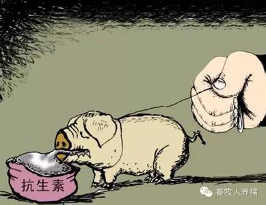 【譯文】Plectasin：養(yǎng)豬業(yè)中抗生素的一種替代物？