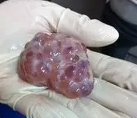 研究：卵泡發育期淀粉作為主要能量來源的日糧 可提高母豬繁殖效率