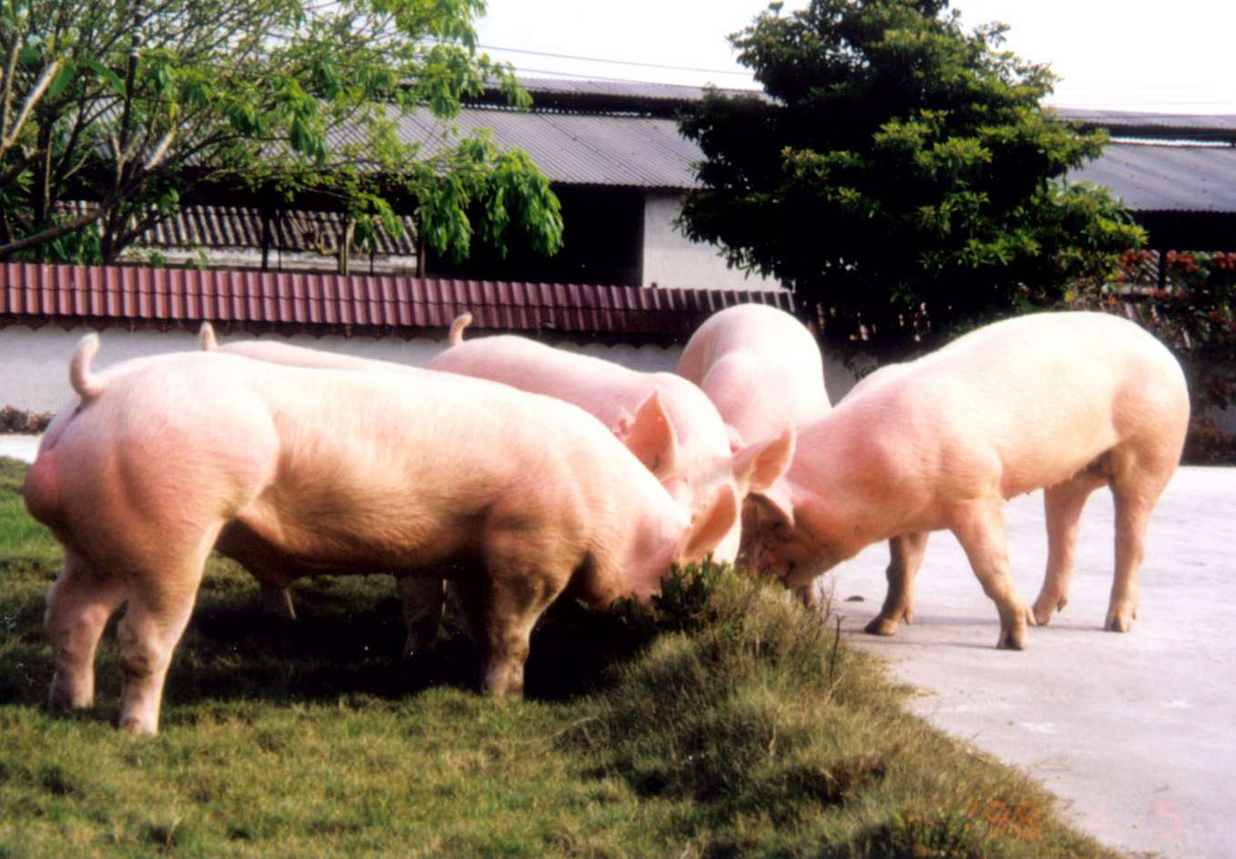 很全面的母豬飼養方案（內含10個要點，超級實用）