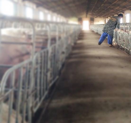 暴雨水災(zāi)過后豬場如何進(jìn)行管理？