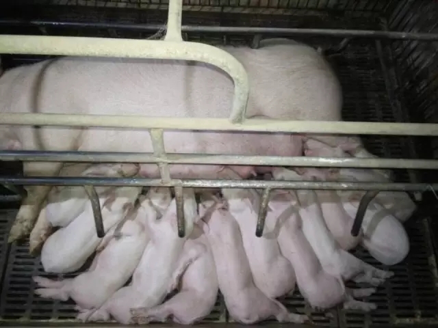 母豬產后無乳綜合癥影響竟然這么大，怎么治療？