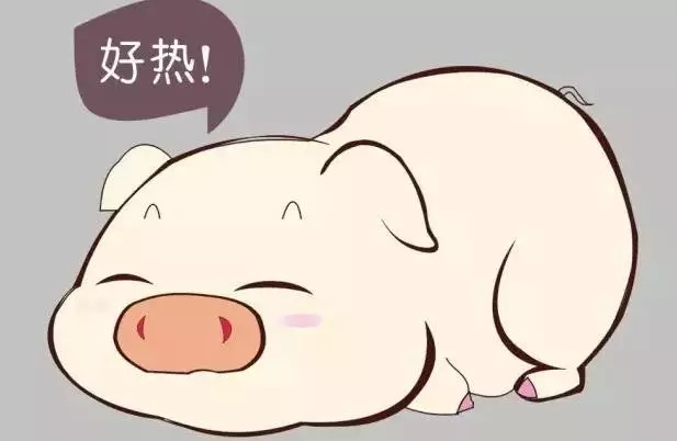 無名高熱到底是什么？干貨！養豬戶必看！