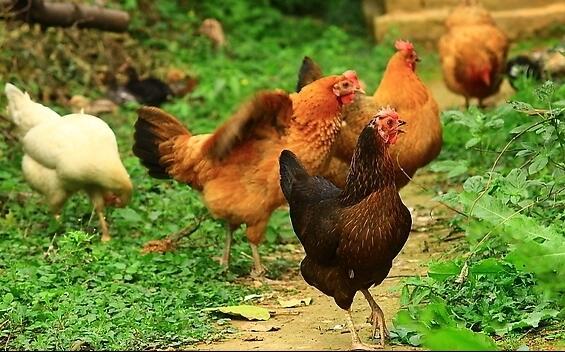 研究發現可抑制家禽沙門氏菌的培養物