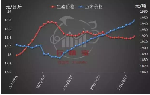 四季度豬價將出現(xiàn)階段性反彈！