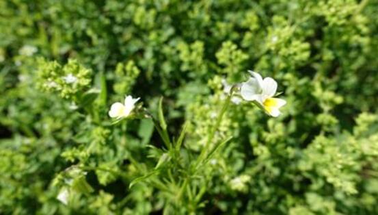 對(duì)抗細(xì)菌耐藥課題 美瑞高從源頭做起