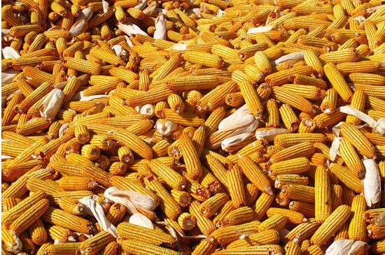 玉米收購價創10年新低