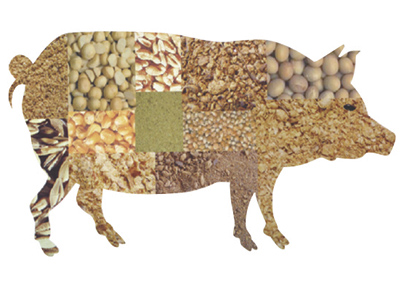 從飼料大國向強國轉變