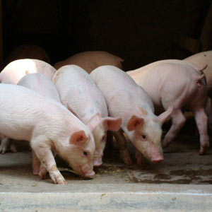 最大化飼料效率的飼喂及欄舍管理策略--概述