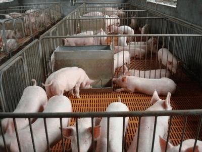黨中央、農業部都發話：2017年大力穩生豬