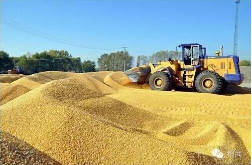 農民瘋了！玉米價格見底了嗎？