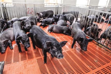 養豬人注意:2017年養殖觸犯這六大禁忌 嚴懲不貸