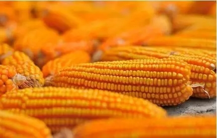 玉米是反轉還是反彈